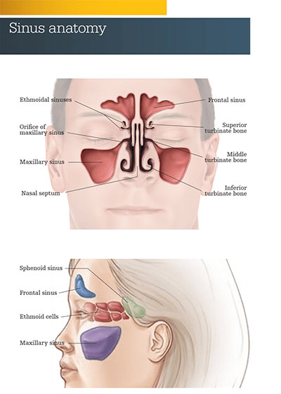 An illustration of the anatomy of the face and sinus.