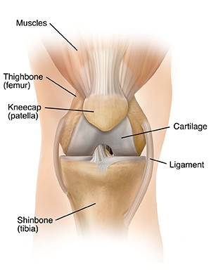 An illustration of a healthy knee joint